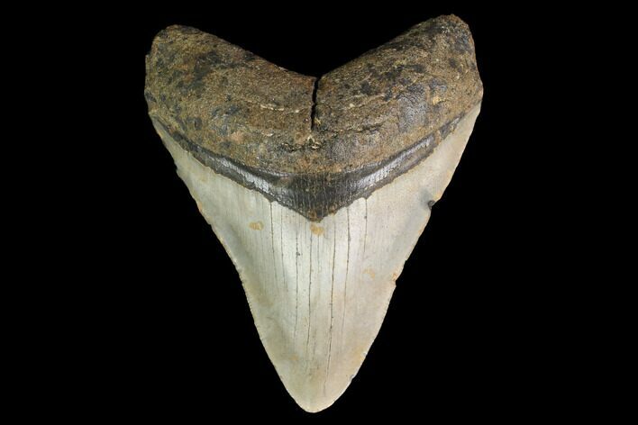 Fossil Megalodon Tooth - North Carolina #147528